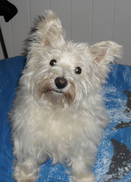 Lucy - West Highland White Terrier (4 ans)