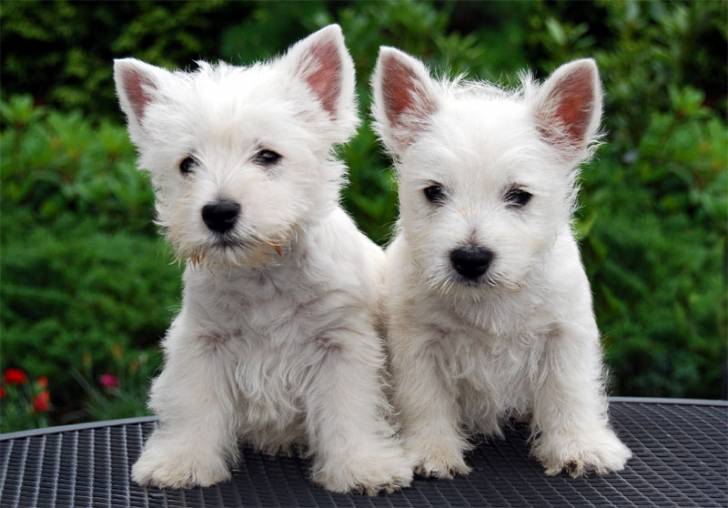 vicky - West Highland White Terrier Mâle (4 mois)