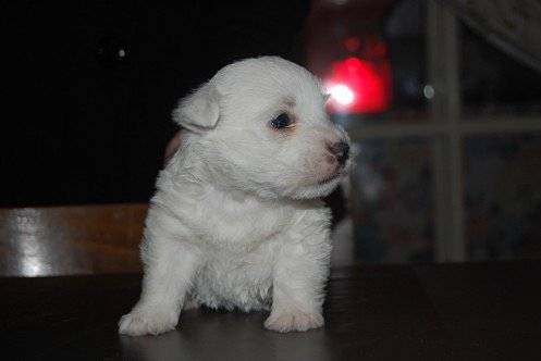 lola - West Highland White Terrier (2 mois)