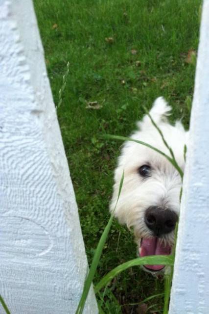 Fritz - West Highland White Terrier Mâle (8 ans)