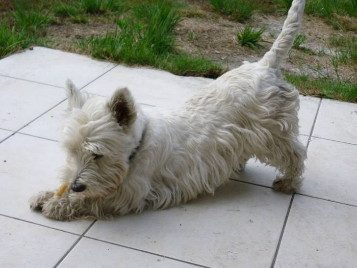 Effy - West Highland White Terrier (4 ans)