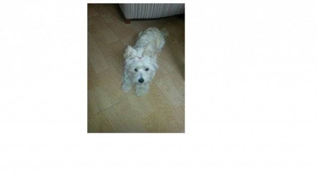 Sugus - West Highland White Terrier Mâle (2 ans)