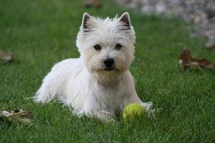 Paddy - West Highland White Terrier (6 ans)