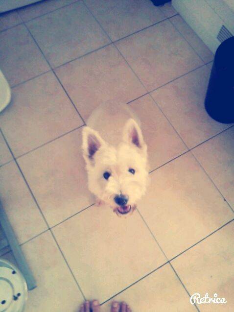 Mozart - West Highland White Terrier Mâle (10 ans)