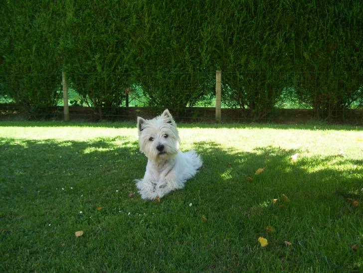 Booba - West Highland White Terrier Mâle (4 ans)