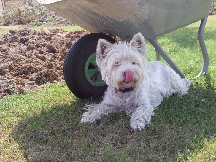 Lady - West Highland White Terrier (5 ans)