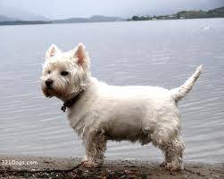 Pistache - West Highland White Terrier Mâle (11 ans)