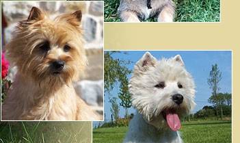 junky - West Highland White Terrier