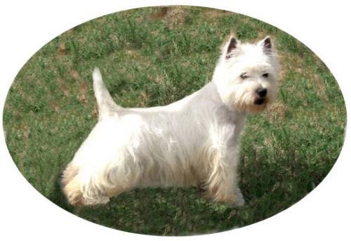 Westie - West Highland White Terrier