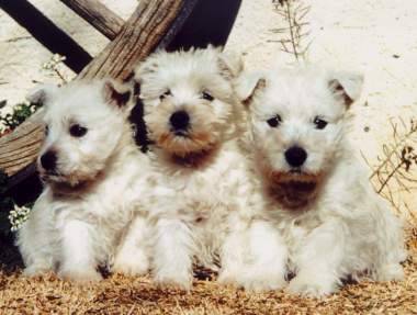 Westie - West Highland White Terrier