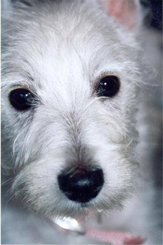 Petite Agnes - West Highland White Terrier
