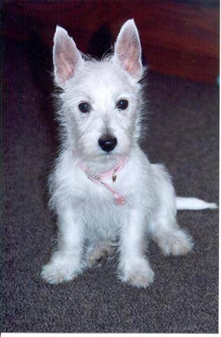Agnes - West Highland White Terrier