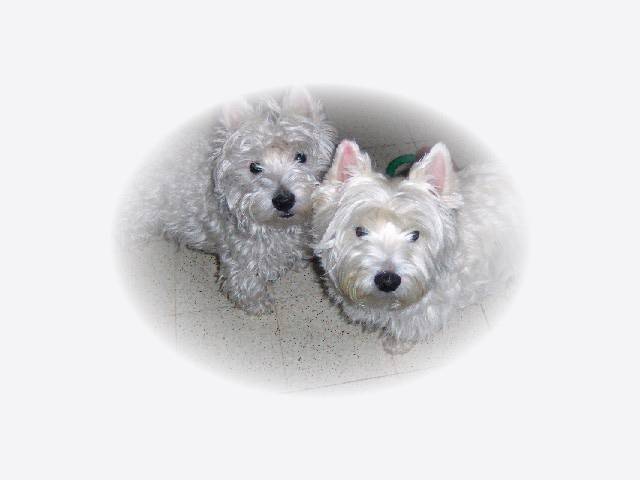calline et sweethy - West Highland White Terrier