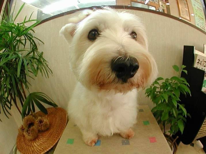 Gros Plan 3 - West Highland White Terrier