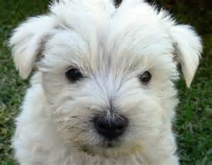 Tonio - West Highland White Terrier Mâle (3 mois)