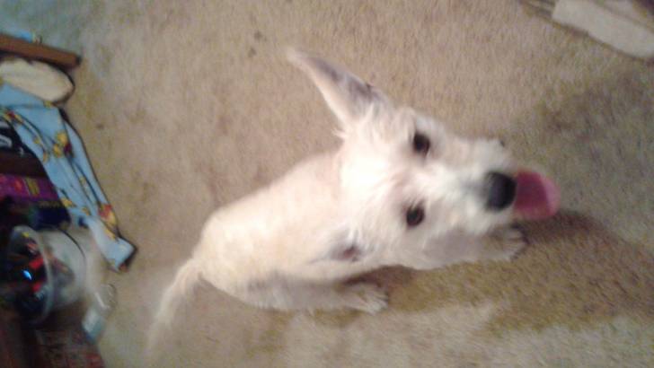 Lucky - West Highland White Terrier Mâle (2 ans)