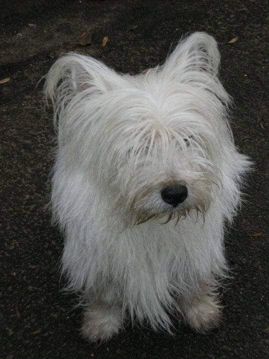 Bandit - West Highland White Terrier Mâle (4 ans)