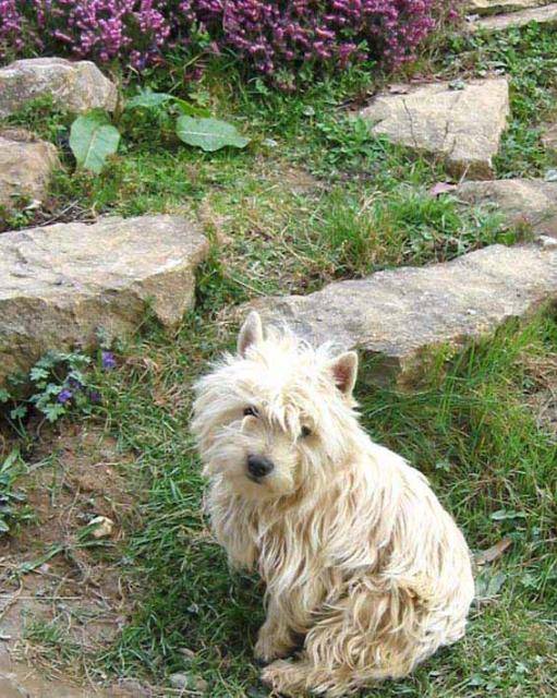 Westie ARNRICANN TAHITI - West Highland White Terrier