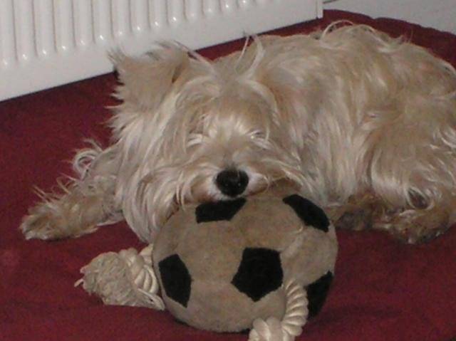 Westie , U2 (West Highland White Terrier) - West Highland White Terrier