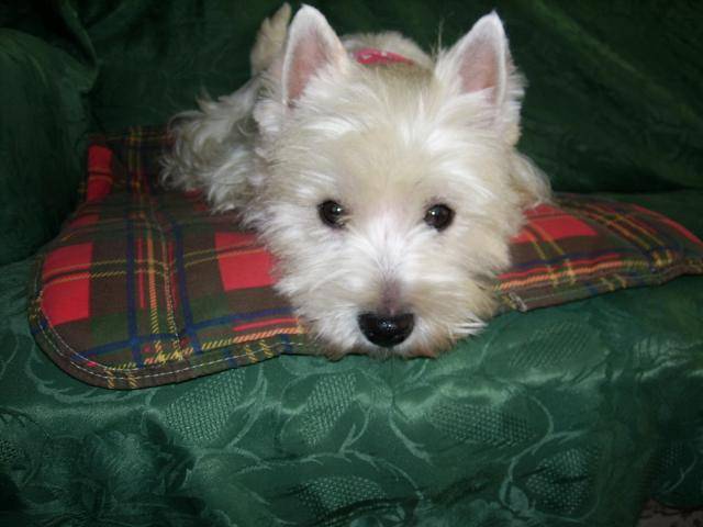 westie TINA - West Highland White Terrier