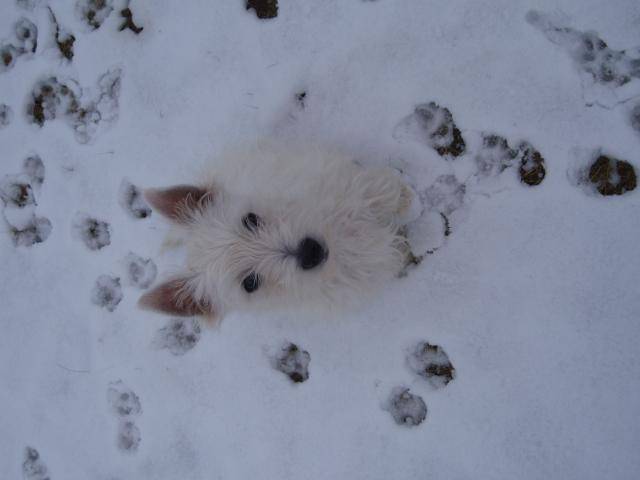 Alto - westie - West Highland White Terrier