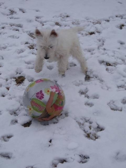 Alto - westie - West Highland White Terrier