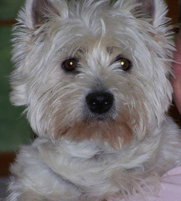 WESTIE - West Highland White Terrier
