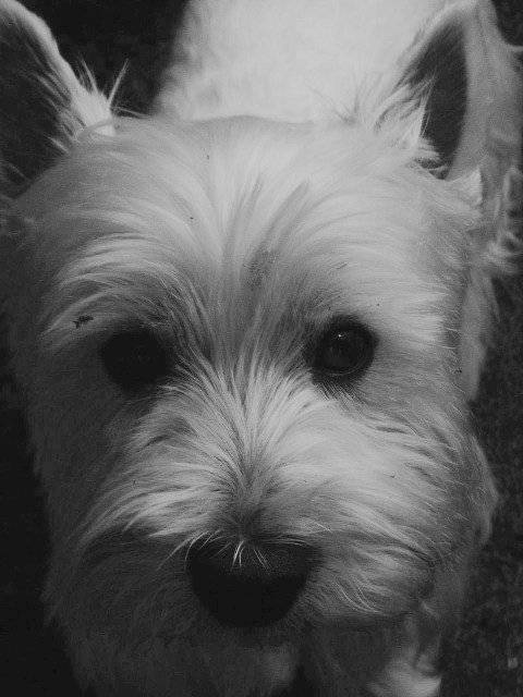 Ramses (Westie) - West Highland White Terrier
