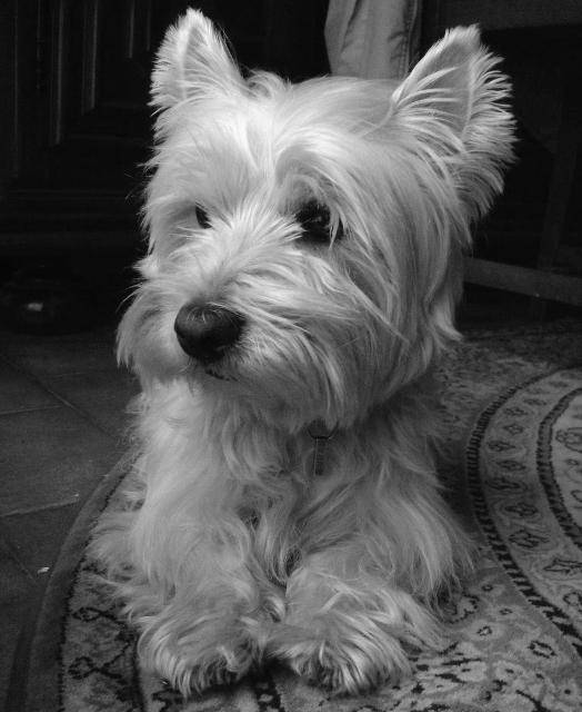 Ramses (Westie) - West Highland White Terrier