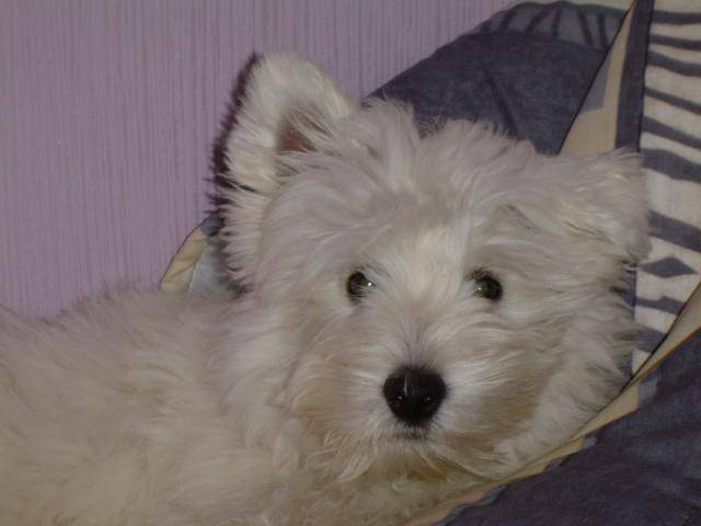 Bulle westie - West Highland White Terrier