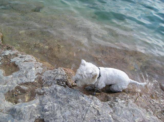 westie ""timmy"" - West Highland White Terrier