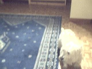 rudy!! petit westie - West Highland White Terrier