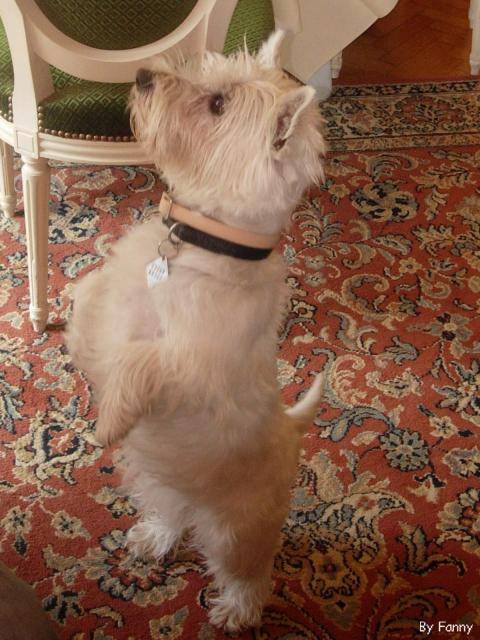 Réglisse Westie - West Highland White Terrier