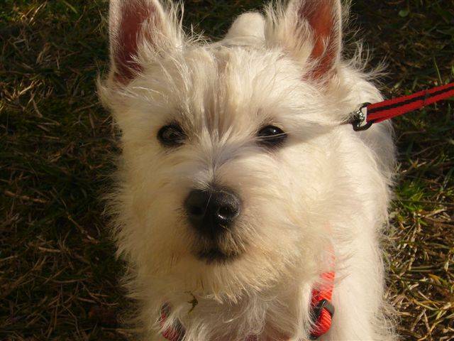 Wendy, ma duracell de westie - West Highland White Terrier