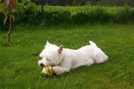 west Highland White Terrier - West Highland White Terrier