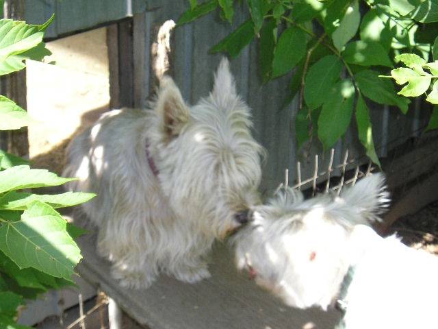 westie - West Highland White Terrier