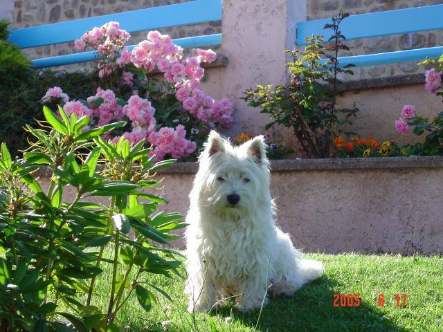 WESTIE MILOUV - West Highland White Terrier
