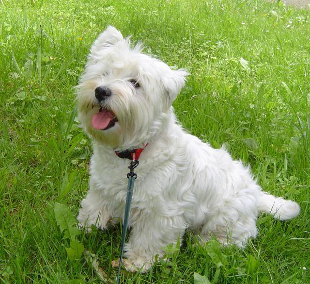 Encore Bulle Westie - West Highland White Terrier