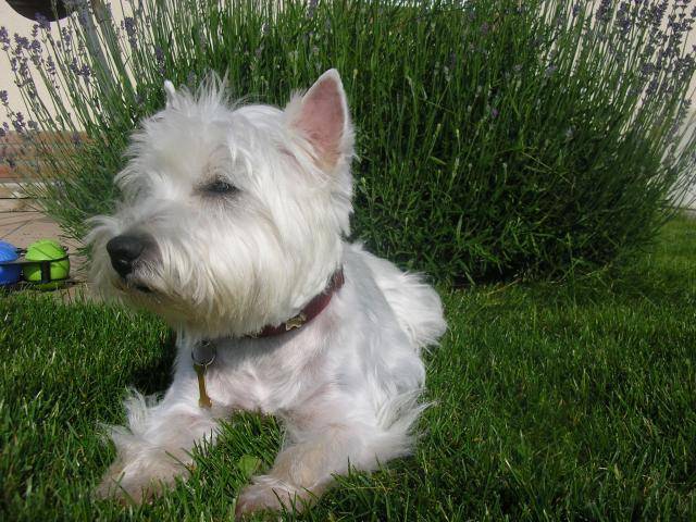 westie BETSY - West Highland White Terrier