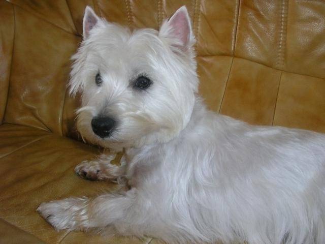 westie - West Highland White Terrier