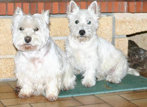 WESTIE Basic & Oinie - West Highland White Terrier