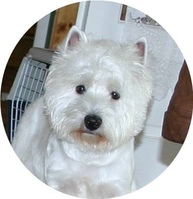 Westie Basic Instinct - West Highland White Terrier