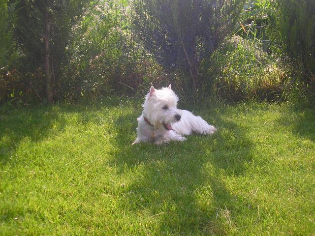westie betsy - West Highland White Terrier