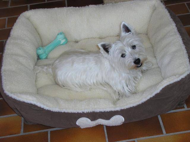 Westie! Luna - West Highland White Terrier