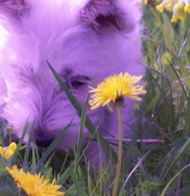 Dicky mon Westie - West Highland White Terrier