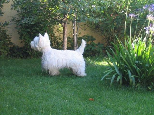 WESTIE BANDII - West Highland White Terrier