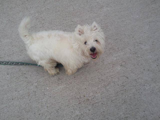 westie; Cracky - West Highland White Terrier