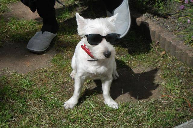 West Highland White Terrier - West Highland White Terrier
