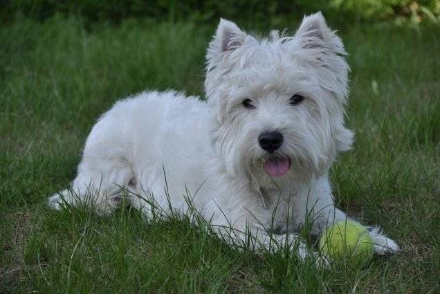 Westie Domino - West Highland White Terrier