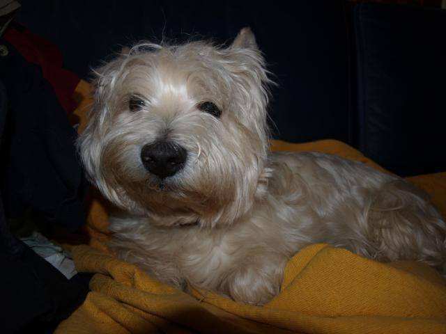 westie scamp - West Highland White Terrier